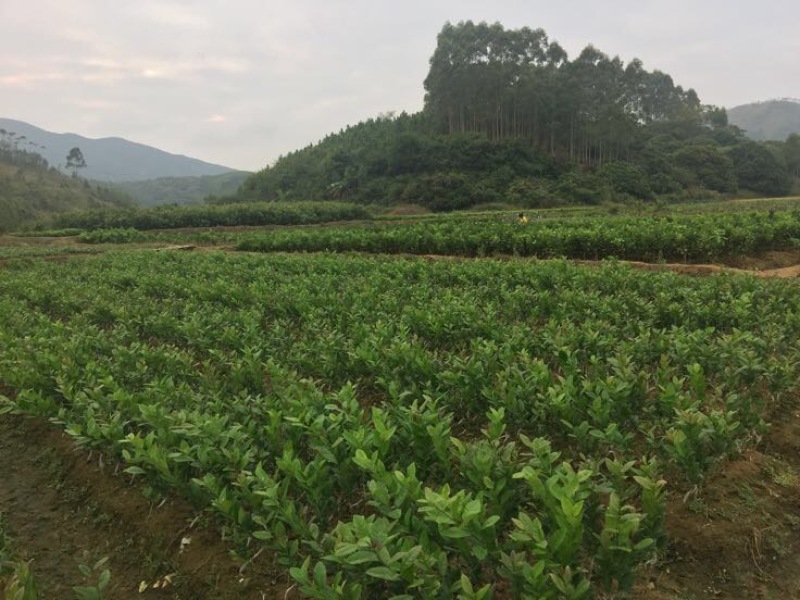 香水柠檬树苗