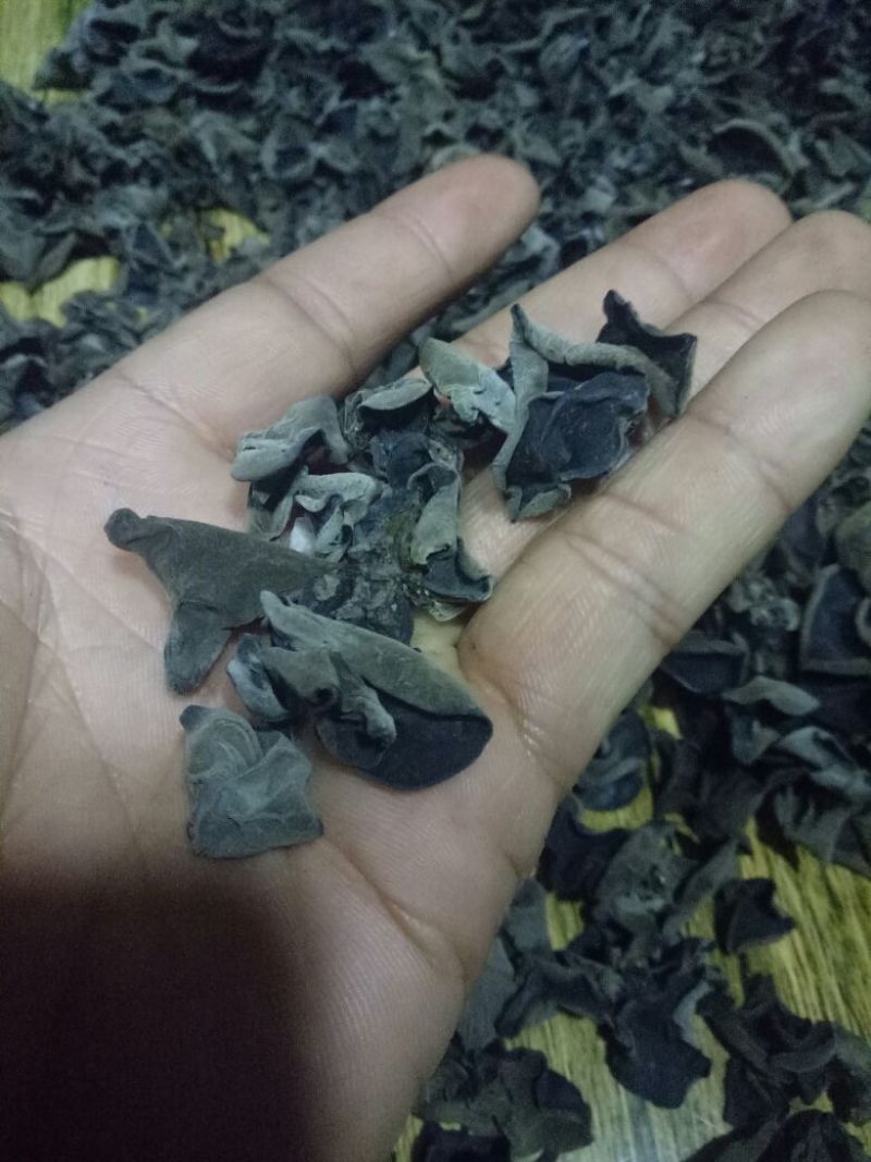 秋耳特级