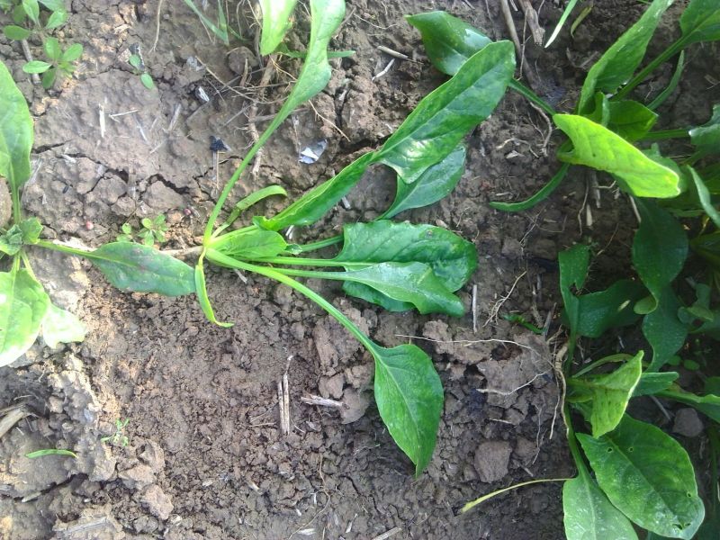 小叶菠菜15~20厘米