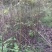 核桃苗50~100cm二年苗