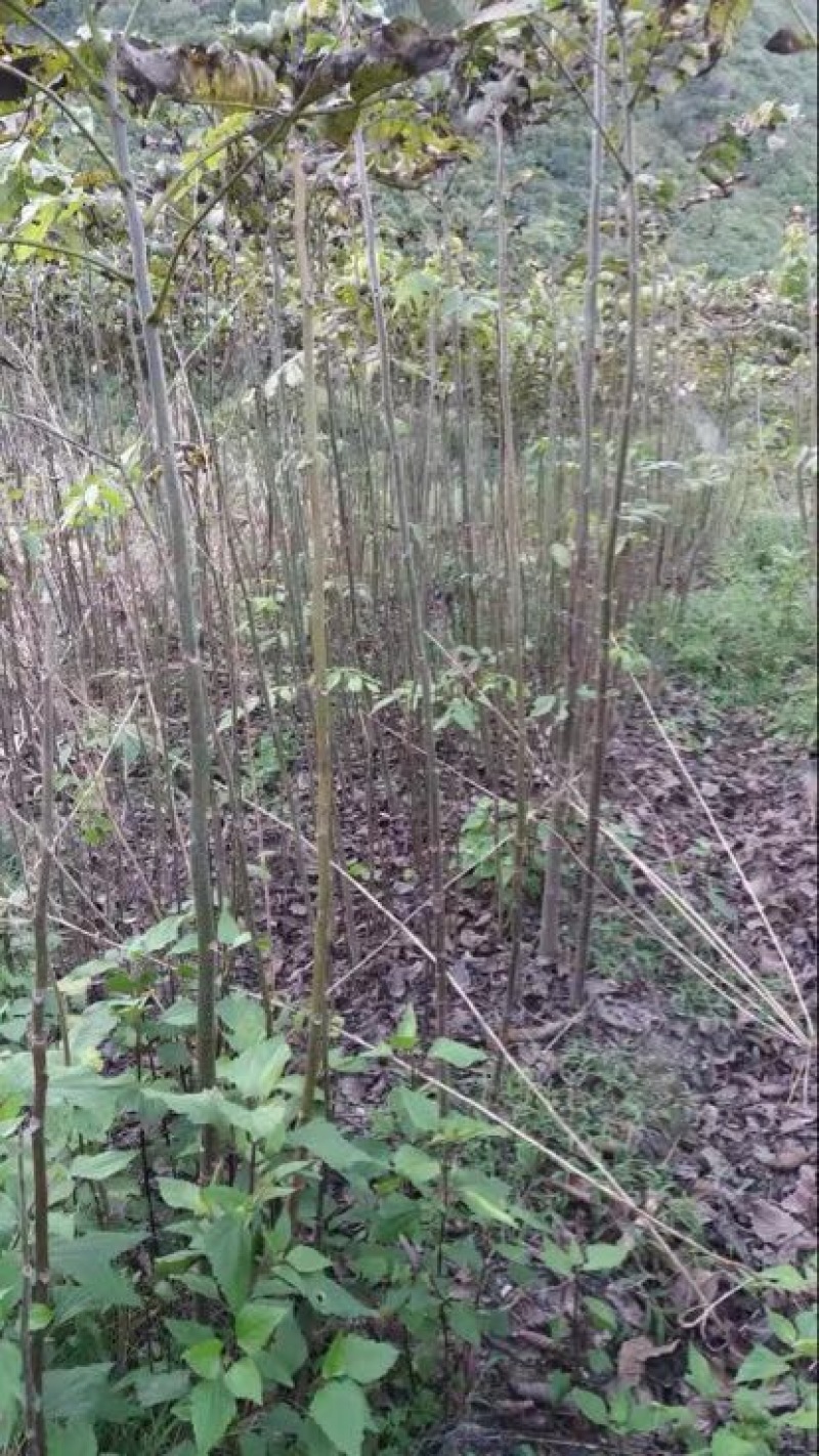 核桃苗50~100cm二年苗