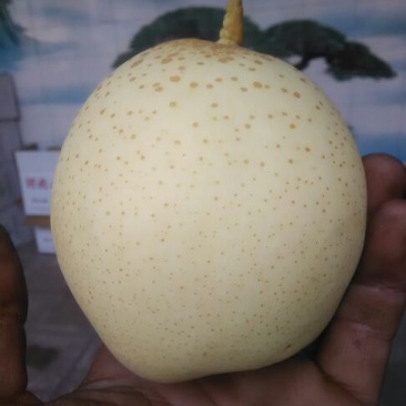 鸭梨纸箱250~300g