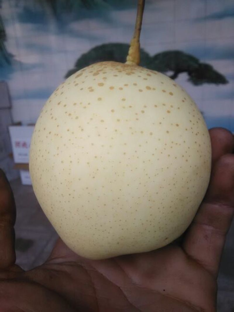 鸭梨纸箱250~300g