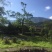 正山小种