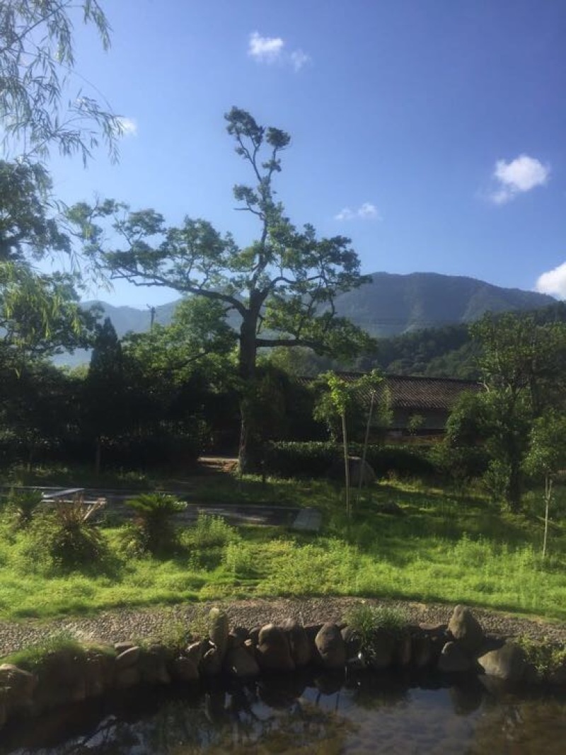 正山小种