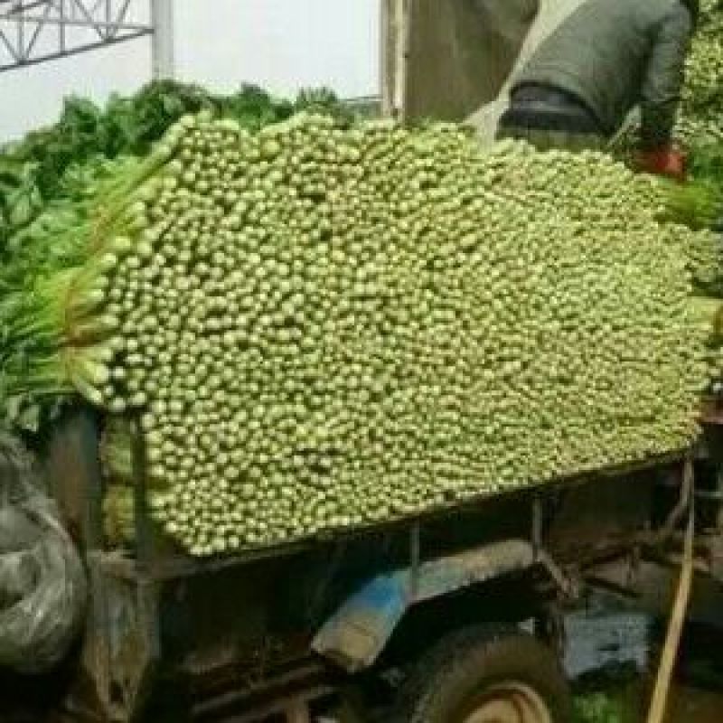 芹菜