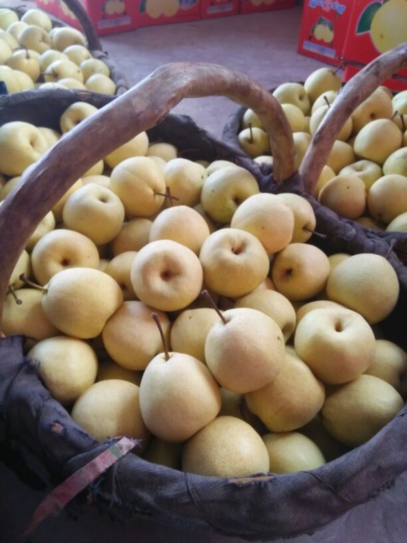 贡梨膜袋