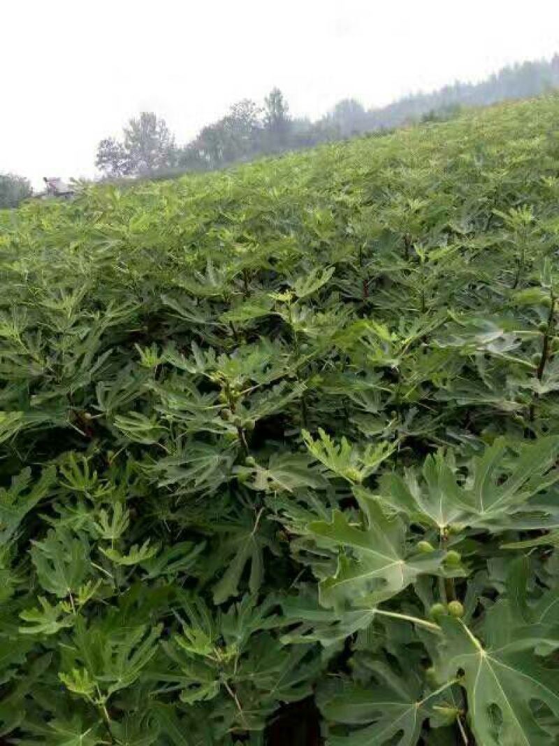 无花果苗，波姬红，青皮，金敖芬，布兰瑞克