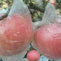 红富士苹果大量现货，果面光滑，颜色鲜艳。