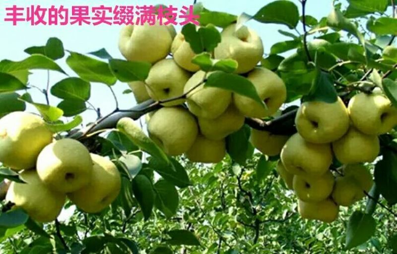酥梨200~250g光果