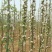 红肉苹果树苗响富品种苗基地直销先挖现卖