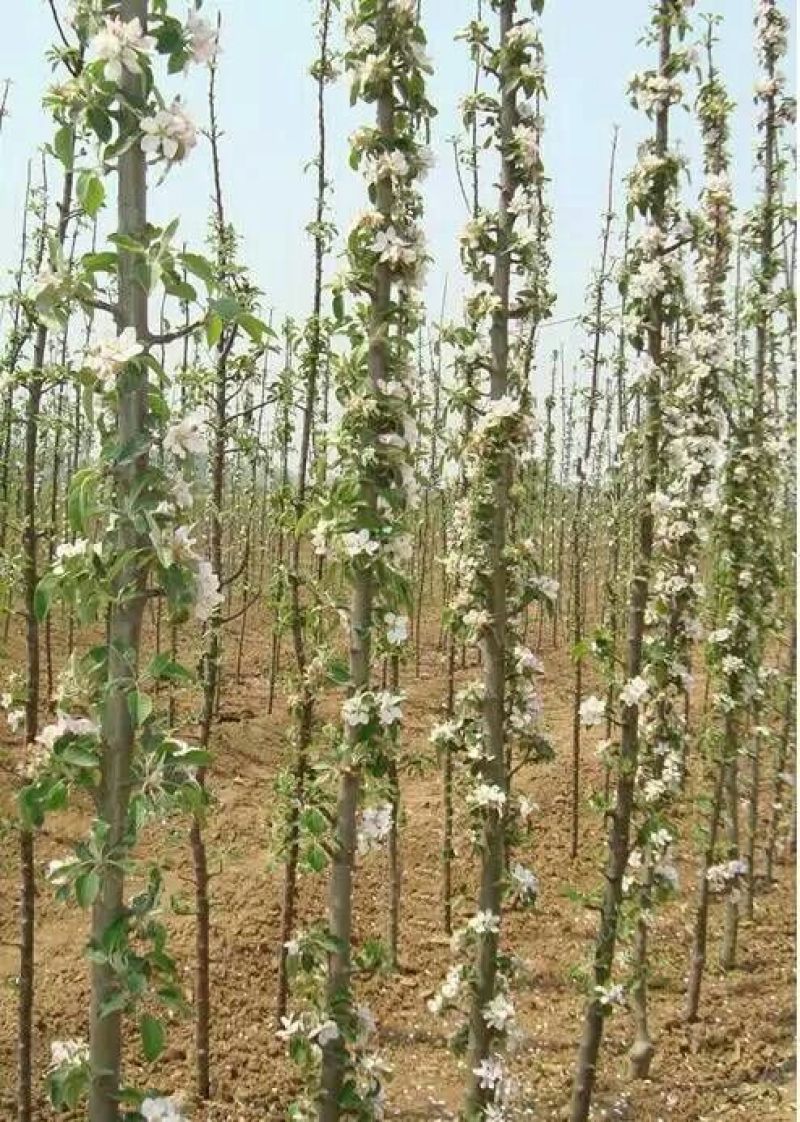 红肉苹果树苗响富品种苗基地直销先挖现卖