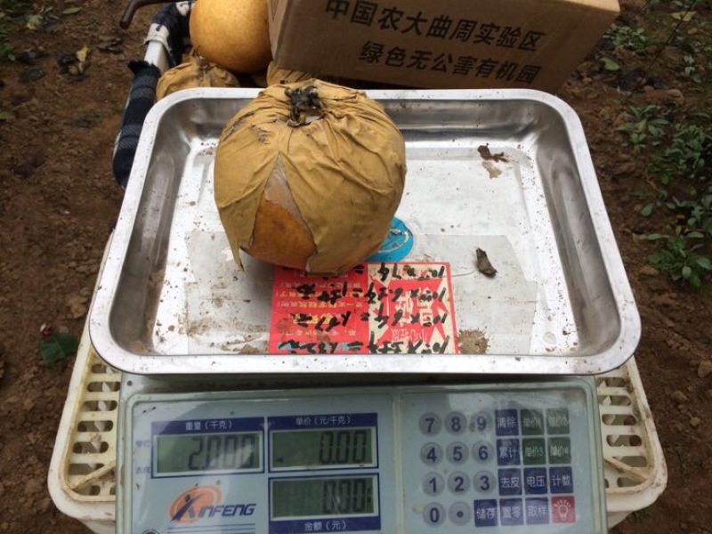 晚秋黄梨