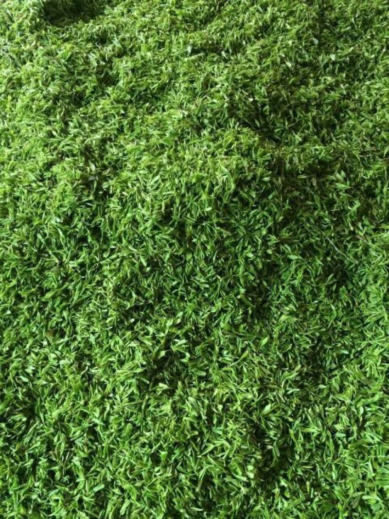 茶叶特级