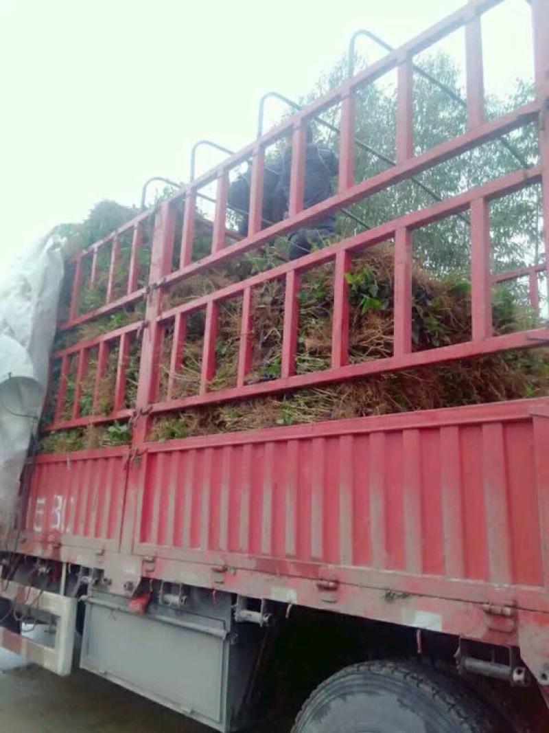茉莉花