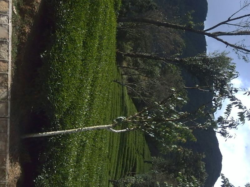 本山茶特级