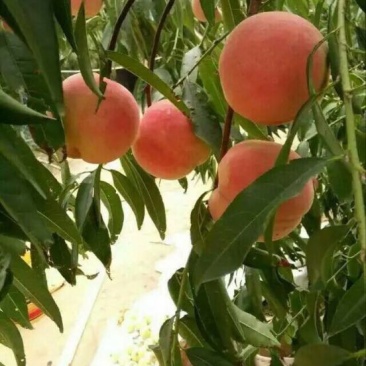 沂蒙霜红桃树苗