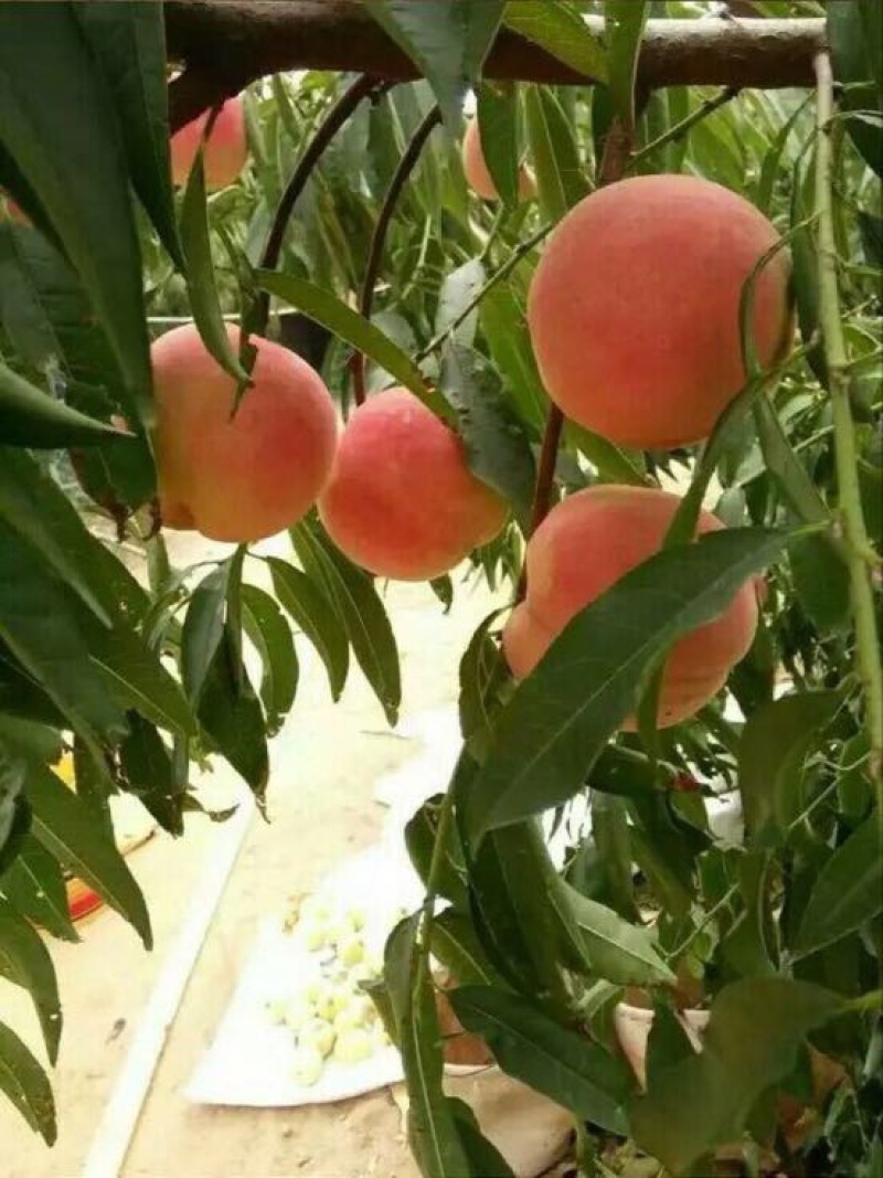 沂蒙霜红桃树苗