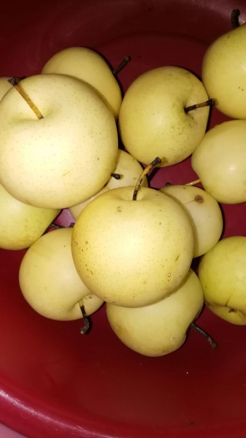 黄金梨300~350g膜袋