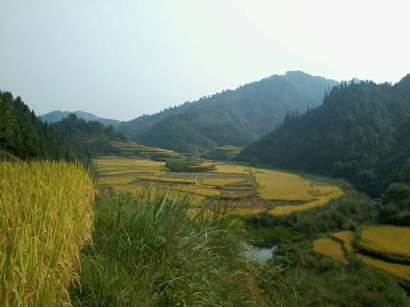 火焙鱼盐焗味（微辣）