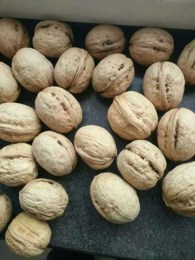 纸皮核桃25mm以下去皮干