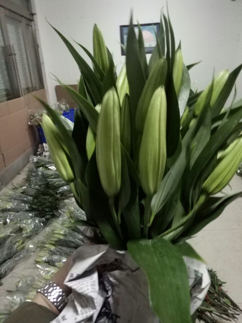 荷兰百合4以上