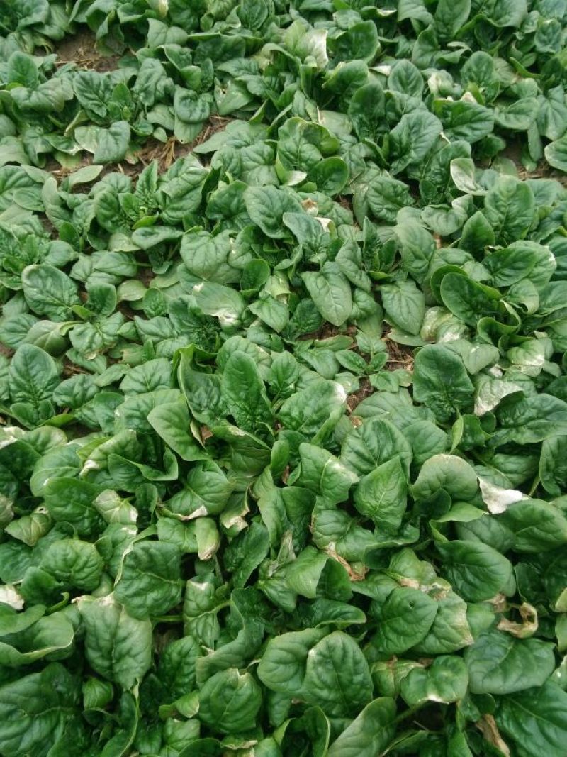 大叶菠菜10~15厘米