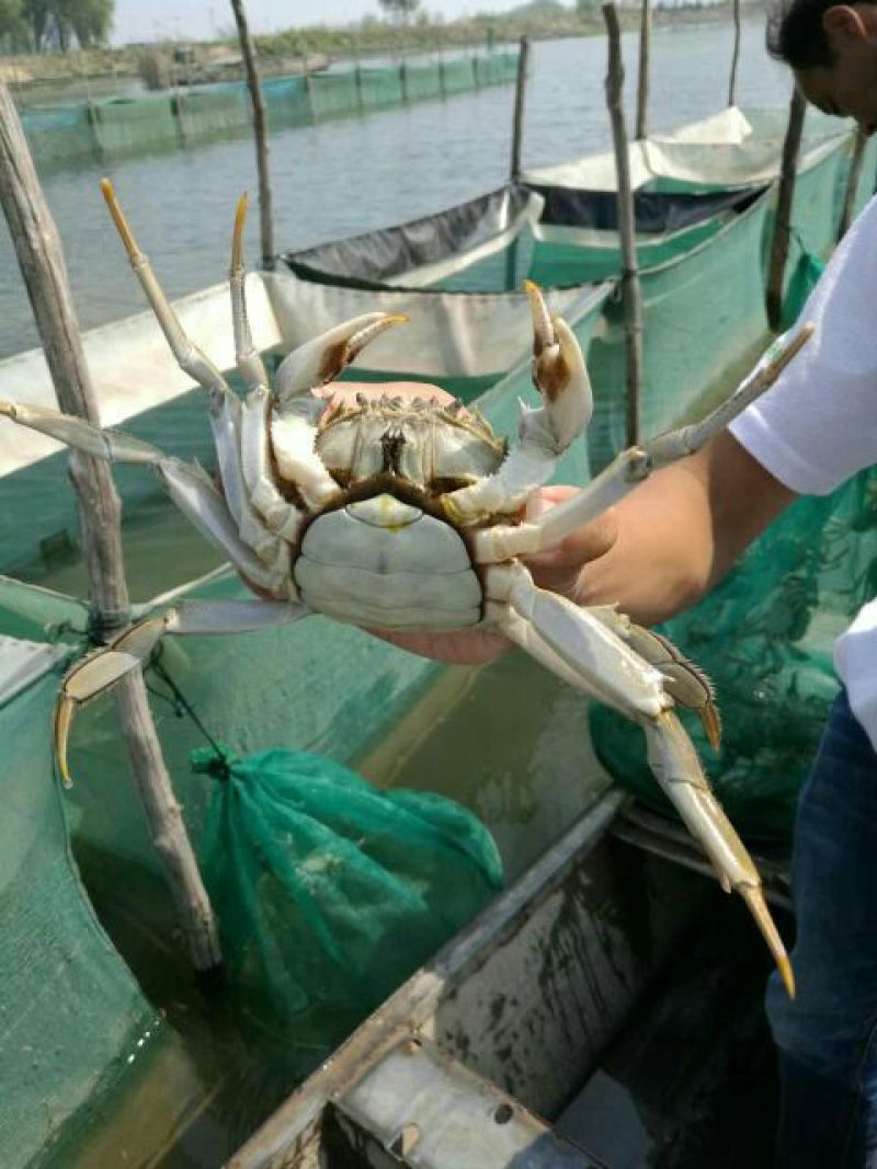 精品礼盒母蟹精挑套餐价格