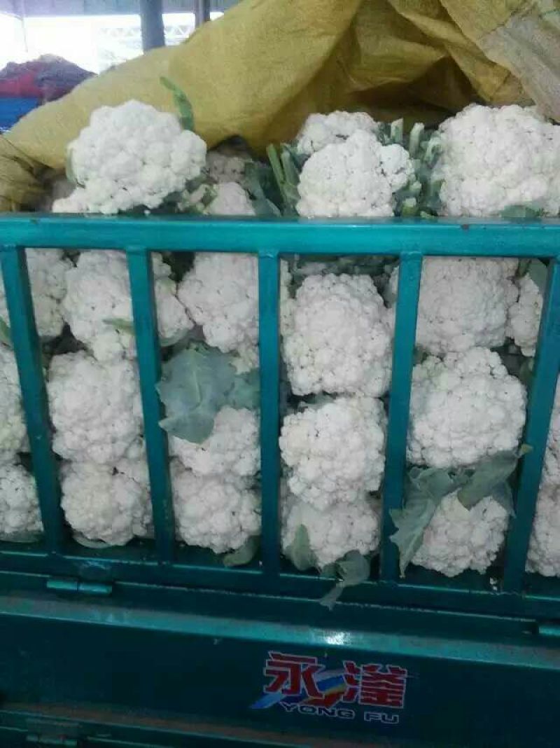河北产地直销雪玉菜花2斤紧密乳白一条龙服务