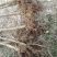桂花苗120cm以上，地经1-3公分大量有货