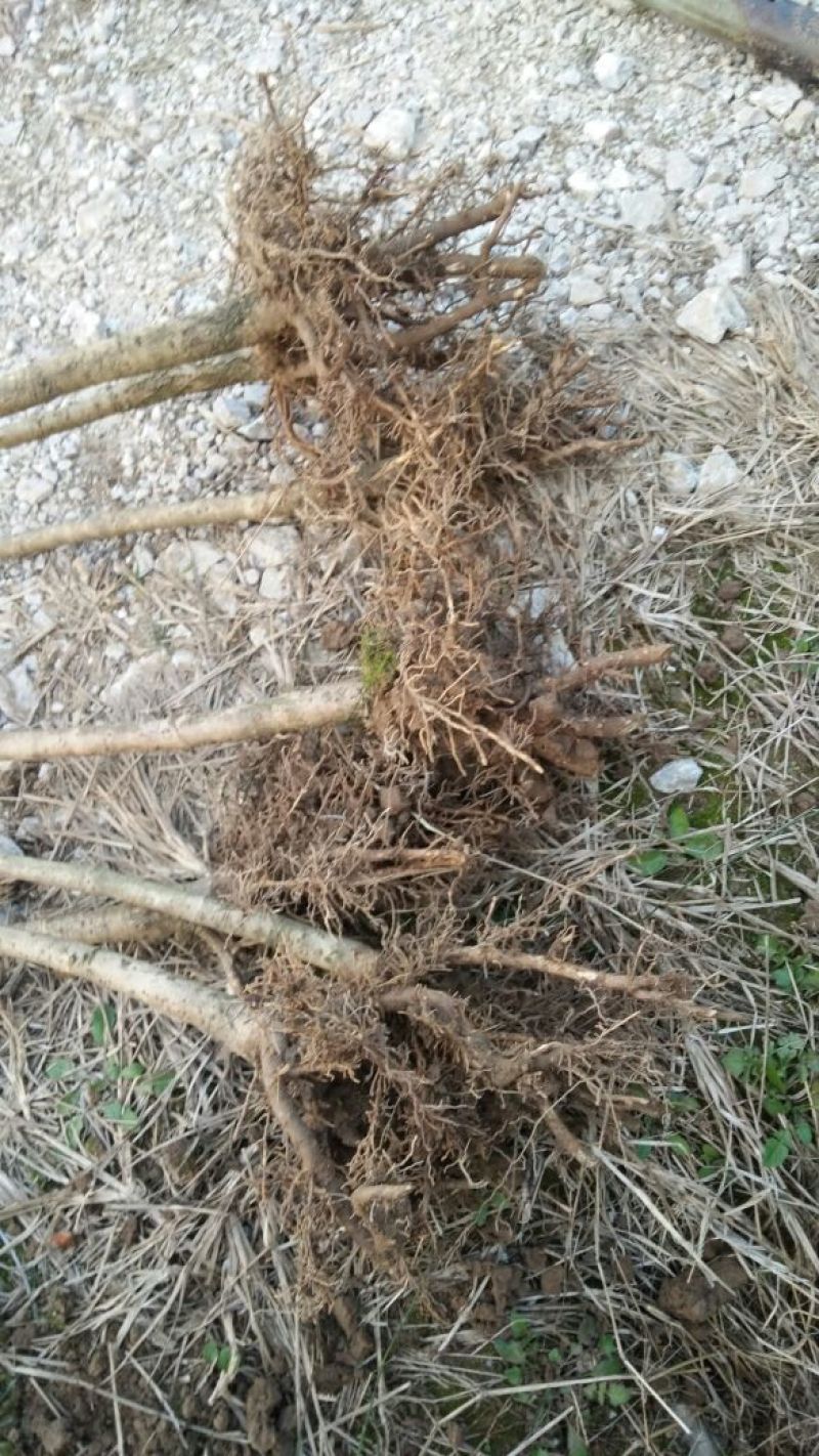 桂花苗120cm以上，地经1-3公分大量有货