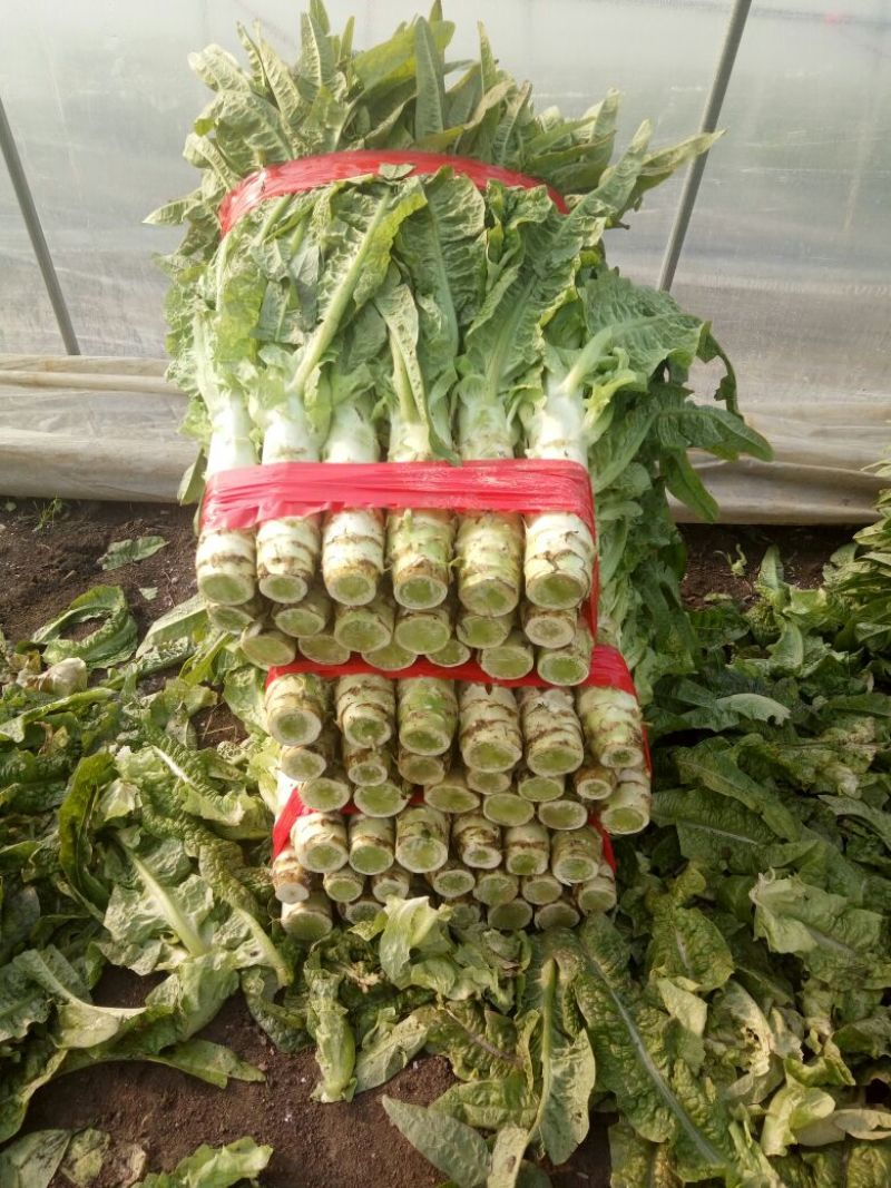 尖叶莴笋青皮青肉刚上市