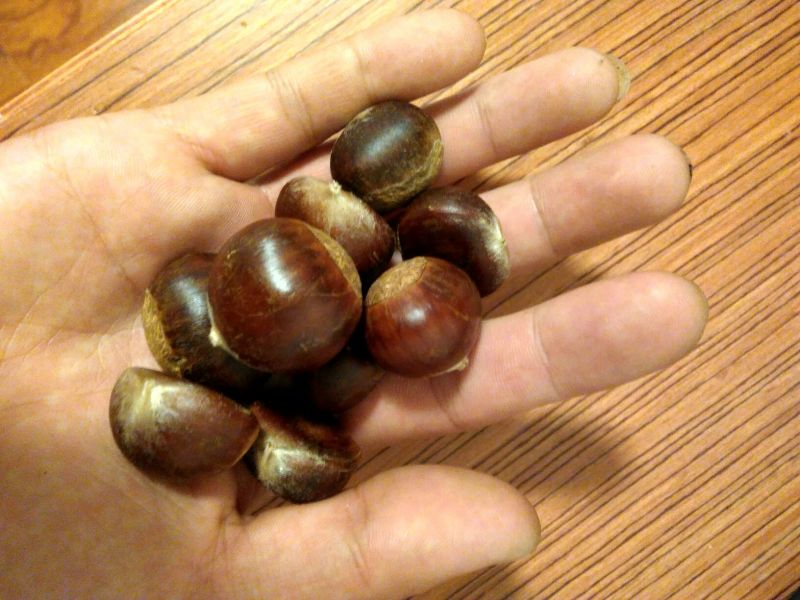 野毛栗高质量野生油栗