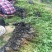 花椒苗1~2年1公分大红袍花椒苗价格无刺花椒苗