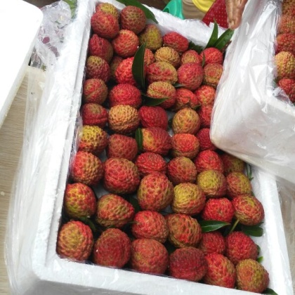 海南海口水果批发市场红皮荔枝 2cm以上批发