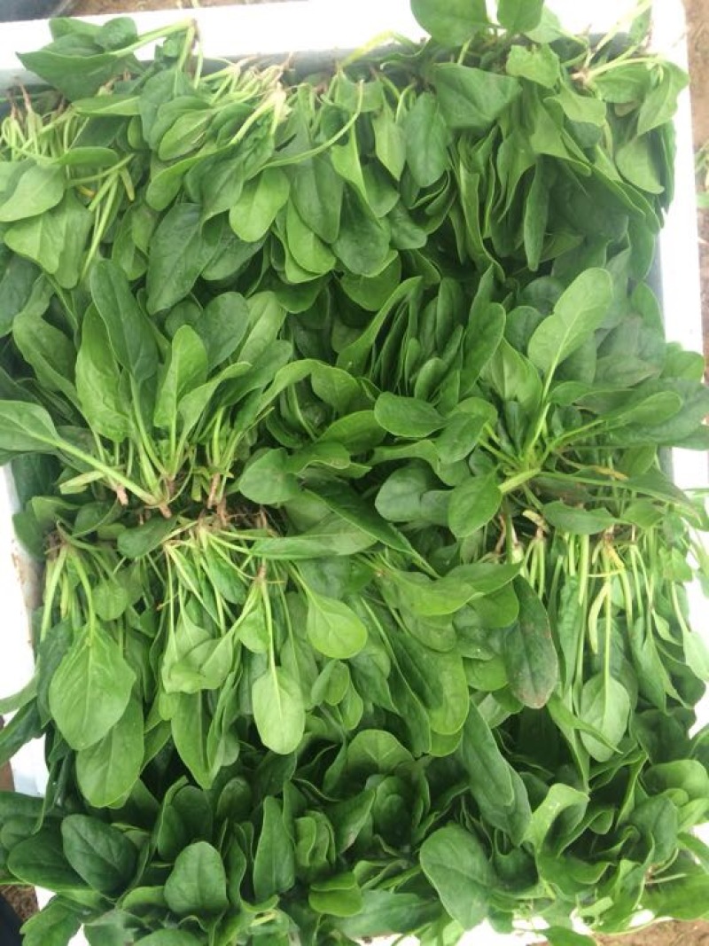 黑叶菠菜