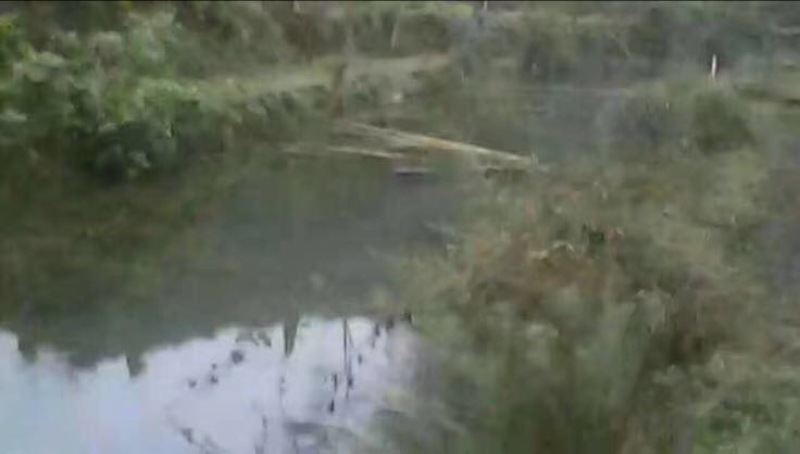 河鲤鱼