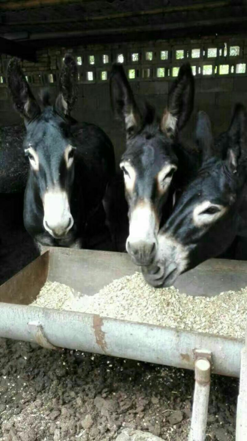 架子驴