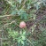 红蘑菇特级4cm