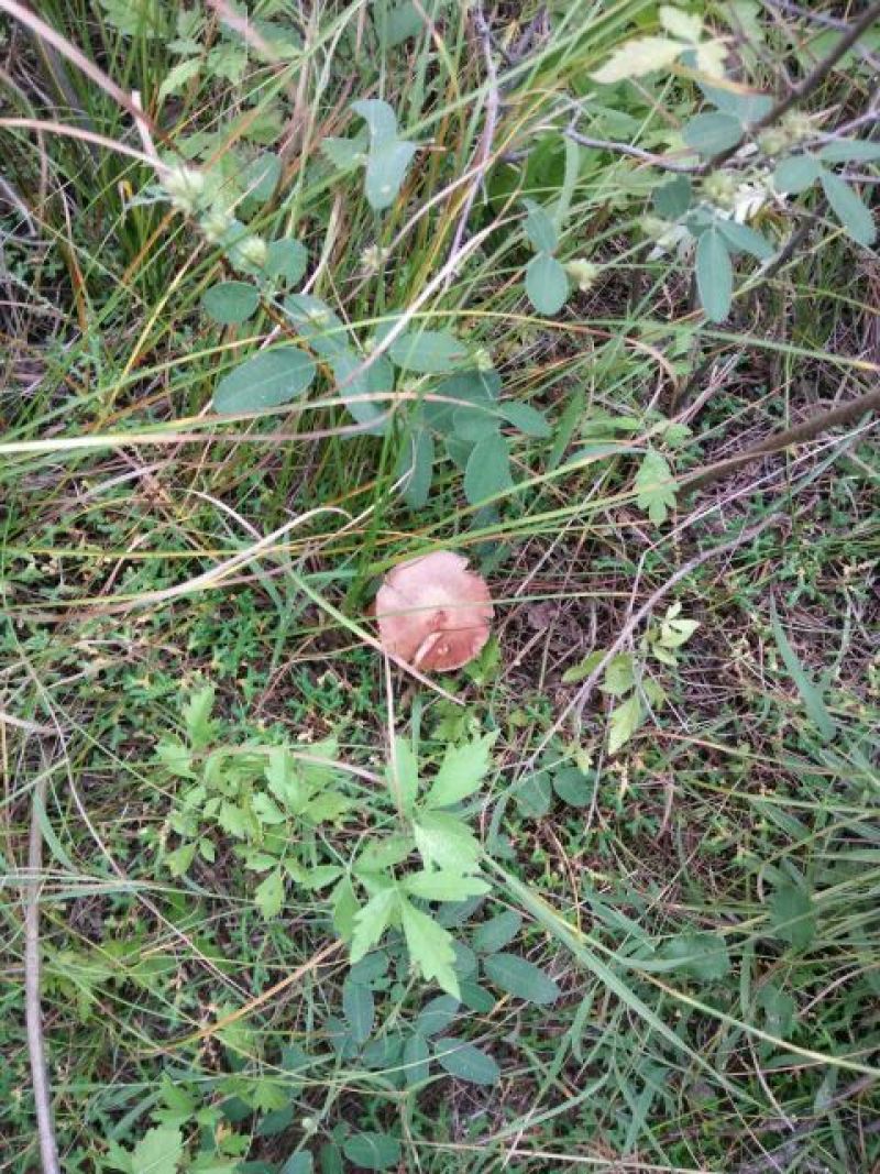 红蘑菇特级4cm