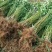 河北省沧州市献县正发枣树种植有限公冬桃苗40~50cm