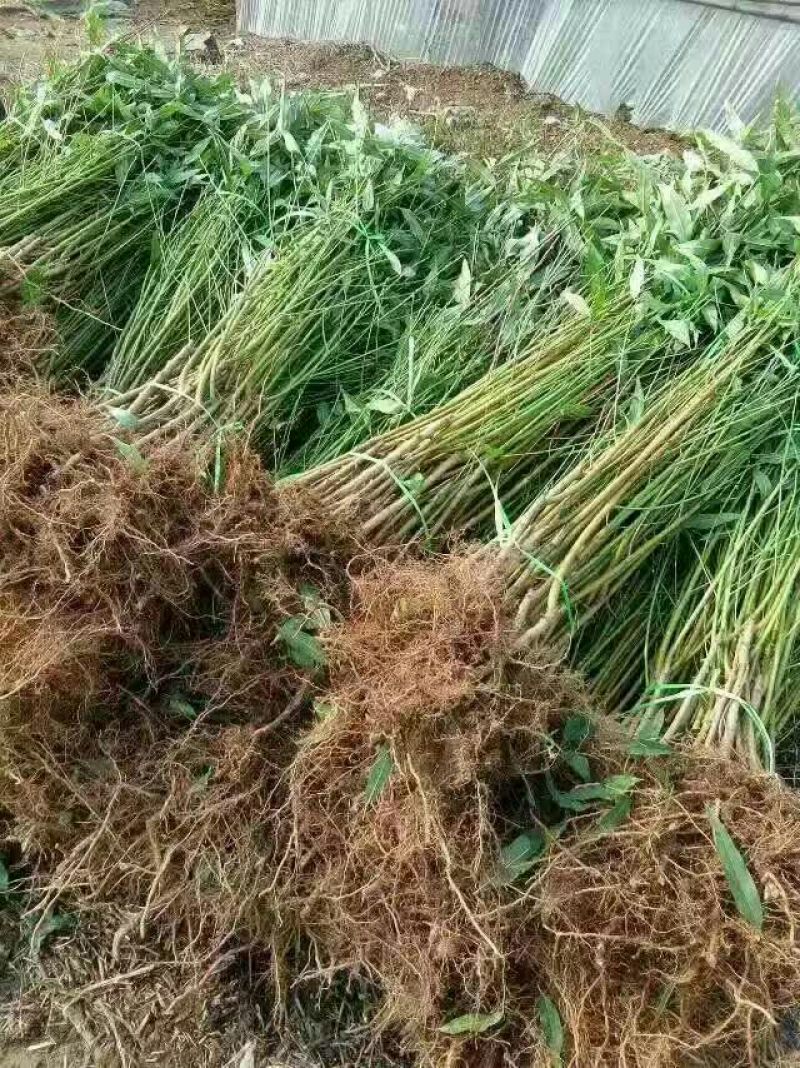 河北省沧州市献县正发枣树种植有限公冬桃苗40~50cm