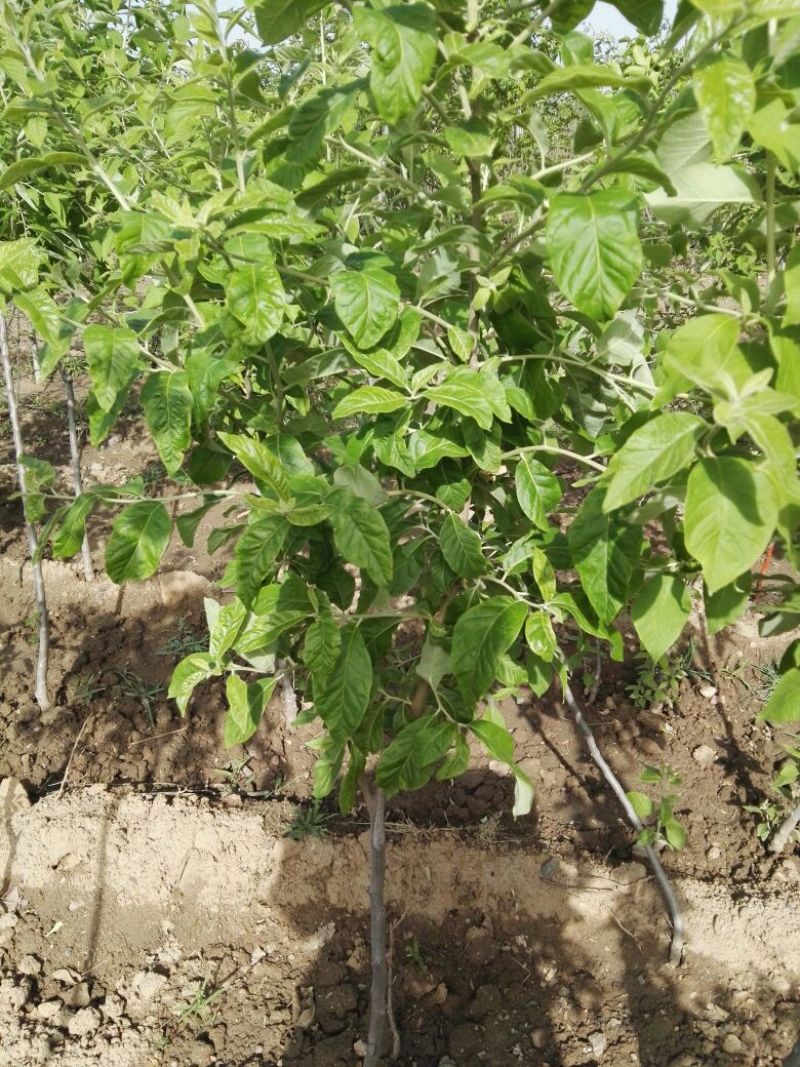 翅果油树