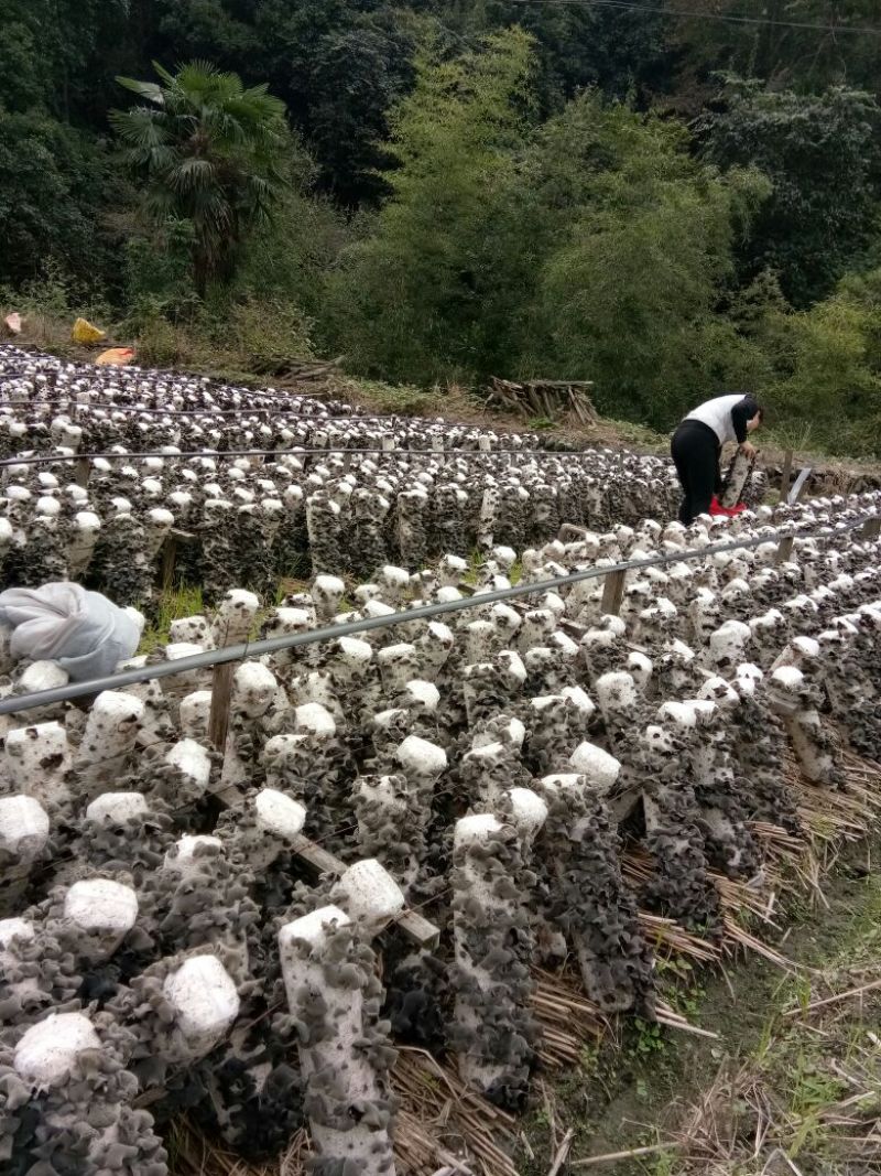 干木耳一级