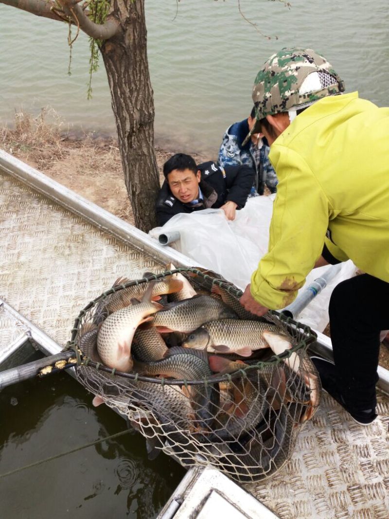 鲤鱼1~2公斤饲料