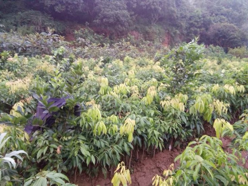 无核荔枝苗