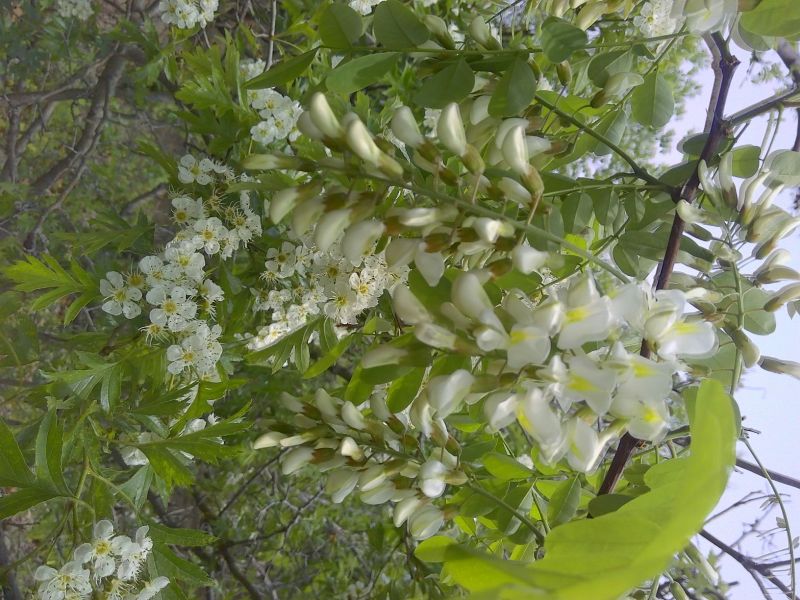 泰山千亩槐林原生态成熟槐花蜜1斤