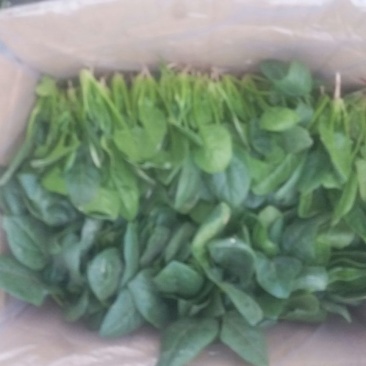 越冬菠菜10~15厘米