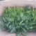 越冬菠菜10~15厘米