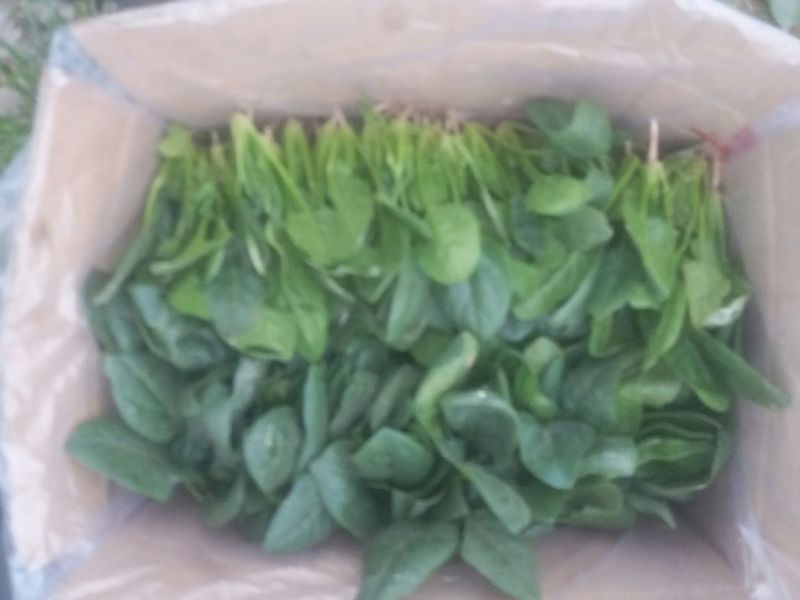 越冬菠菜10~15厘米